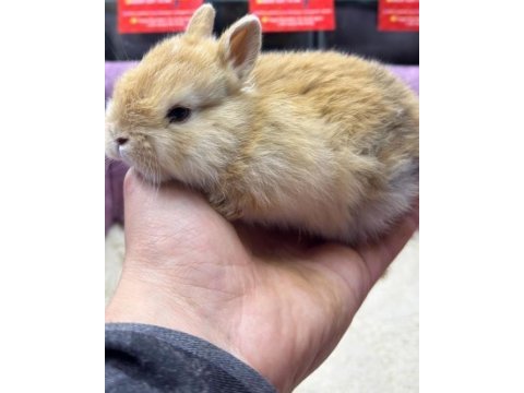 Cüce netherland dwarf tavşan