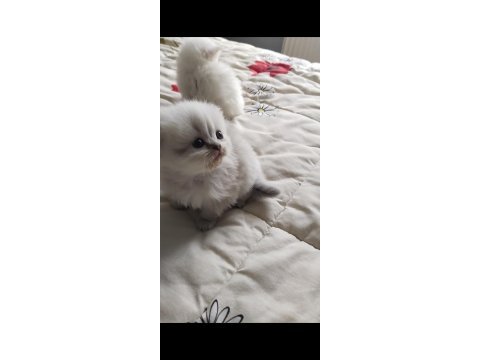 Mavi gözlü british longhair bebekler