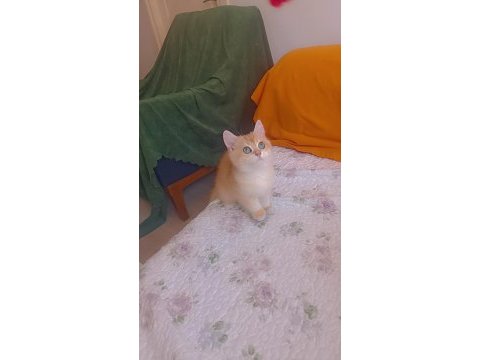 Dünyanın en güzel huylu kedisi aşık alacaksınız