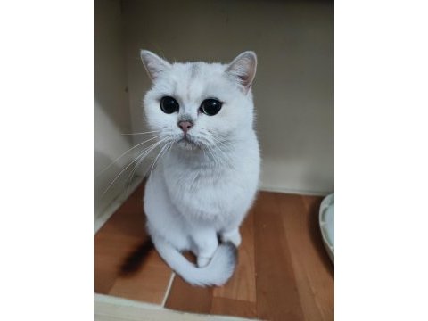 Şecereli genç damızlık british shorthair dişiler
