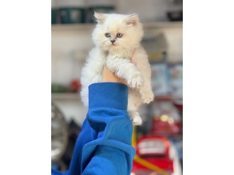 British longhair pamuk şekerler ailelerini arıyor