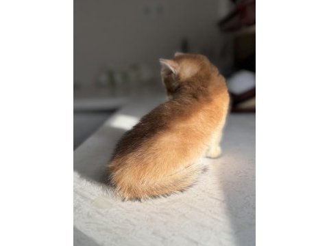 Ny11 golden harika kalite golden british shorthair