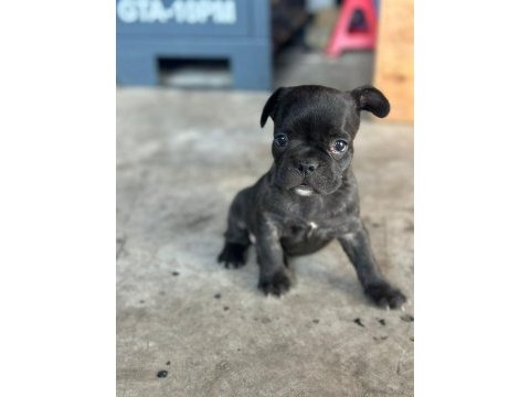 French bulldog bebeklerimiz yeni ailelerine gitmeye hazır