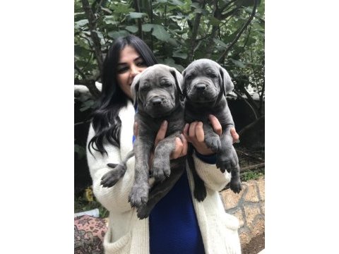 Blue dev gibi cane corso yavrularım