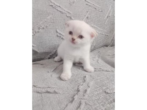 Sevimli kedilerimiz yeni yuvalarını arıyor