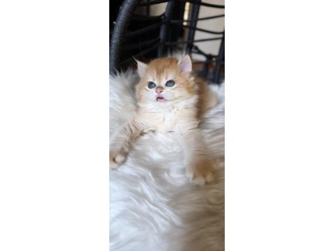 Show kalite dişi british longhair