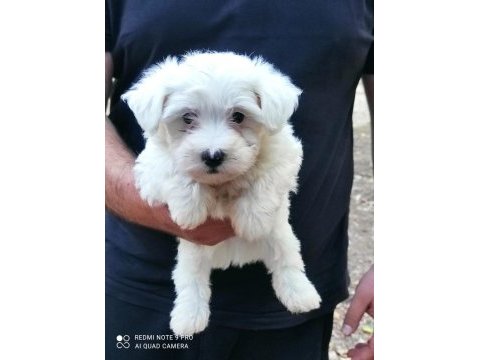 Maltese yavrular 0 numara