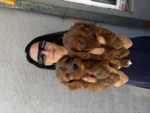 Maltipoo yavrularım sağlık ve ırk garantilidir