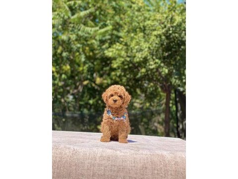 Çok sevimli ve oyuncu toy poodle yavrularımız