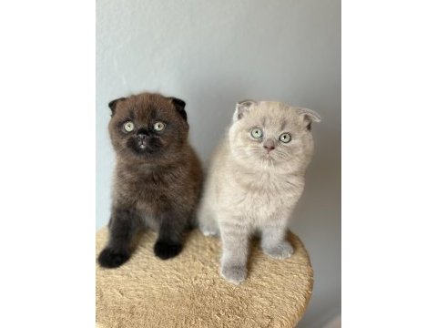 Scottish fold çikolata point