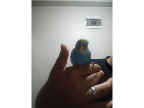 Yavru muhabbet kuşu