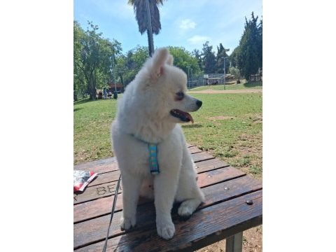 7 aylık erkek pomeranian