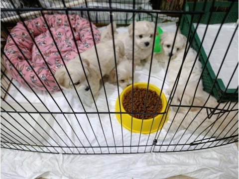 Orjinal maltese yavrular