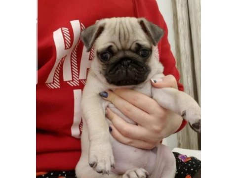 Muhteşem safkan pug yavruları