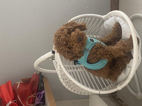 11 aylık poodle