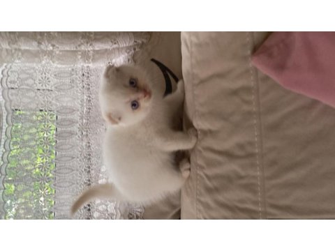 Scottish fold kedimiz