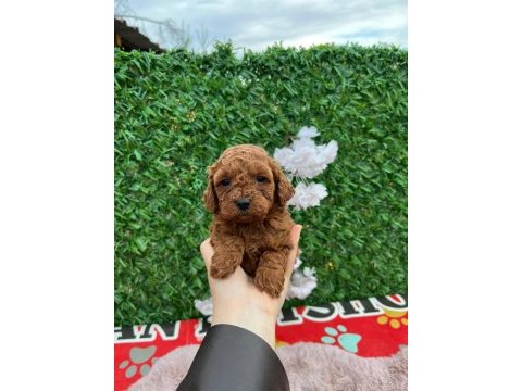 Korekan poodle yavrularımız