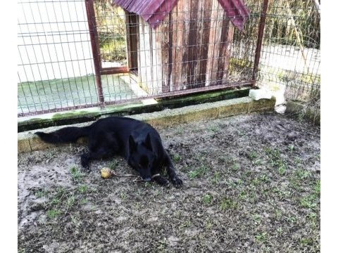 Köpeğimize eşleme dişi aday arıyoruz