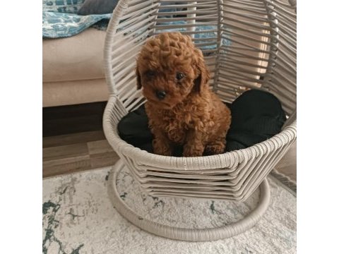Toy poodle yavrular