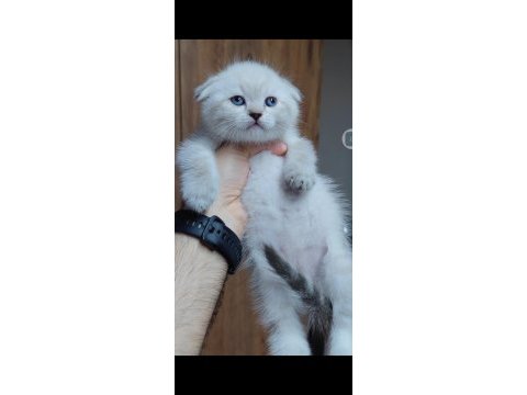 Scottish fold kedisi için ulaşınız