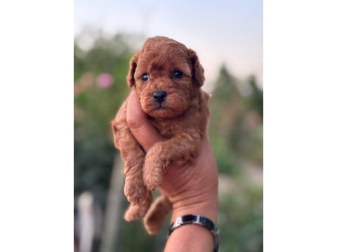 Kore kan kuyruksuz poodle erkek