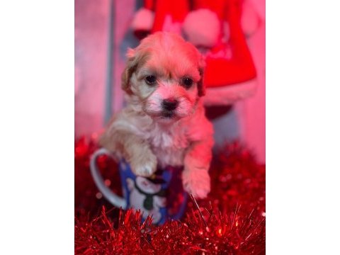 Minyatür maltipoo yavrular