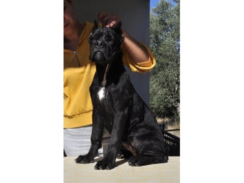 Fci/kif a şecere belgeli, ırk ve sağlık garantili cane corso