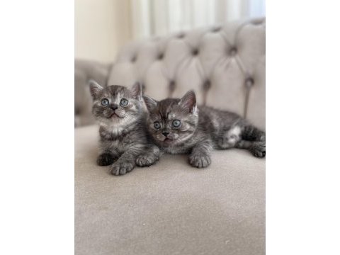 Erkek british shorthair