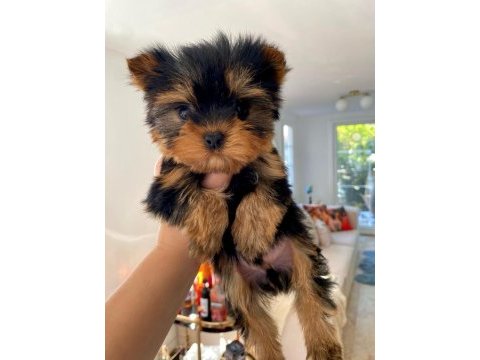 Micro teacup baby face yorkshire yavrular