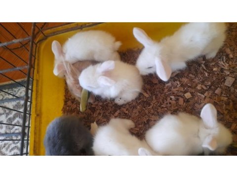 Hollanda lop tavşanı yavrusu