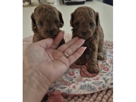 Toy poodle köpeğimiz