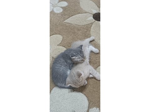 Minik kedilerim
