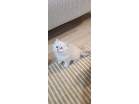 Brıtısh longhaır teslime hazır