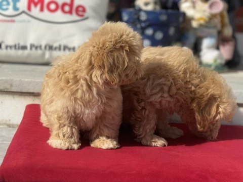 Ankaranın en özel maltipoo yavruları aşılı karneli