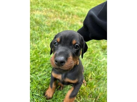 Can dostunuz cane doberman kapıda ödeme mevcuttur