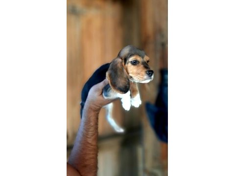 Beagle yavrularımız mükemmel bebekler