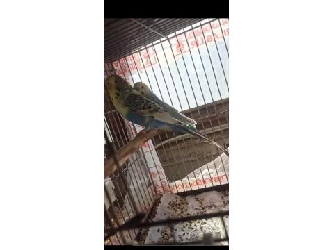 2 çift muhabbet kuşum var uyguna