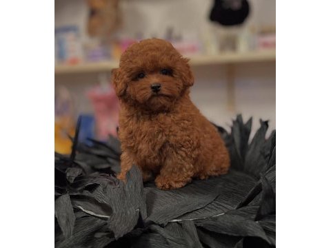 Irk garantili toy poodle yavruları