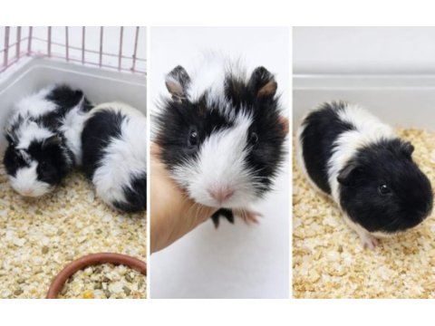 Gine pig yavru ve yetişkin