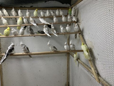 Yetişkin erkek ve dişi hazır takım sultanlar