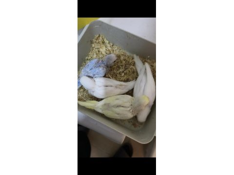 Yeme yeni düşmüş 2 aylık muhabbet kuşları