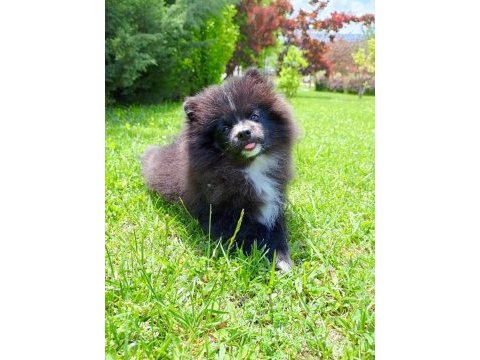 Yavru pomeranian nadir renkte
