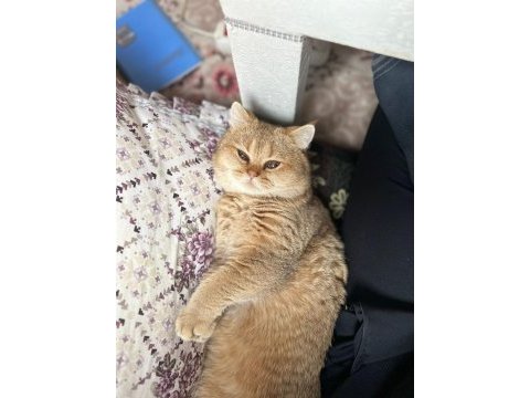 Acil golden british shorthair acil yazın görüşelim