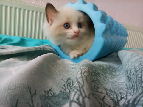 Dünyanın en sakin kedisi ragdoll