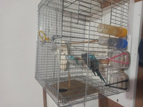İki adet muhabbet kuşu