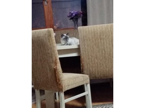Damızlık british shorthair kızlar