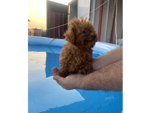 Adana safkan toy poodle ve kore poodle