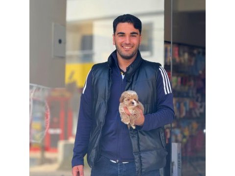 Maltipoo bebegimiz