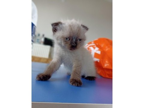 Harika kirli beyaz scottish fold