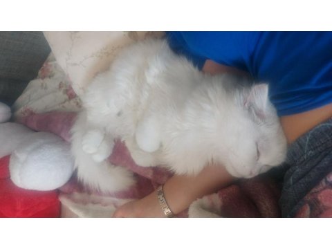 8 aylık erkek british longhair